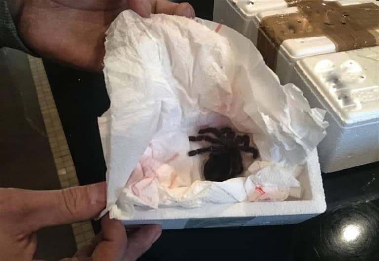 Prawie 200 pająk&oacute;w znalezionych w przesyłce kurierskiej