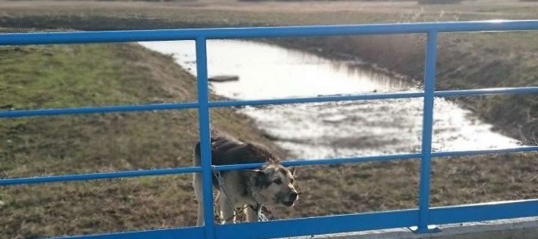 Miał zaopiekować się psem i znaleźć mu nowy dom. Zamiast tego przywiązał go do barierki