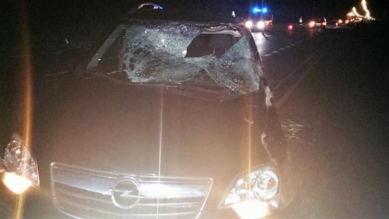 Przed opla wyskoczył łoś. Kierowca trafił do szpitala