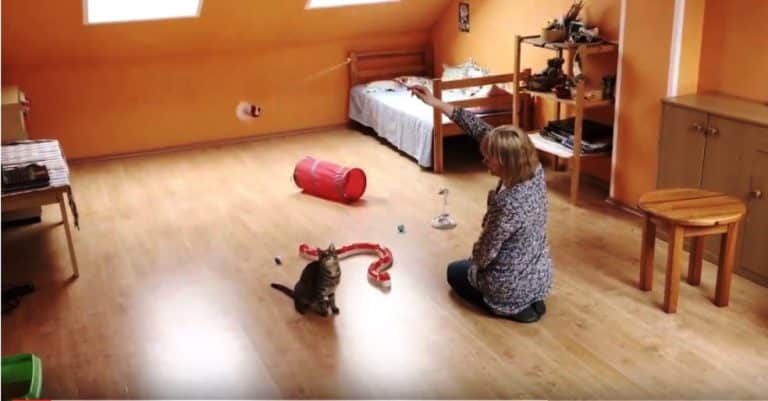 Pierwszy w Olsztynie hotelik dla kot&oacute;w