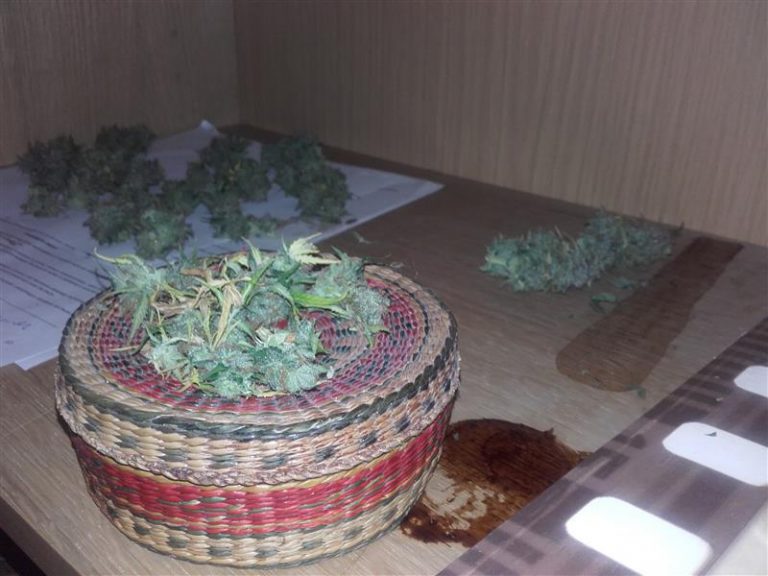 Olsztynianin hodował w domu konopie indyjskie