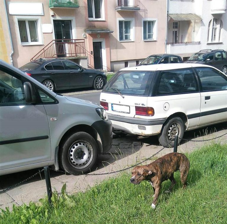 Amstaff bez nadzoru beztrosko biegał przy ulicy Głowackiego