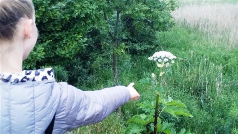 Parząca roślina dotarła do Olsztyna