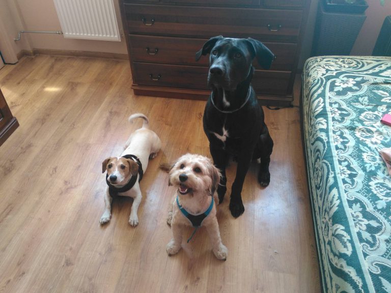 Właściciel psa poszukiwany