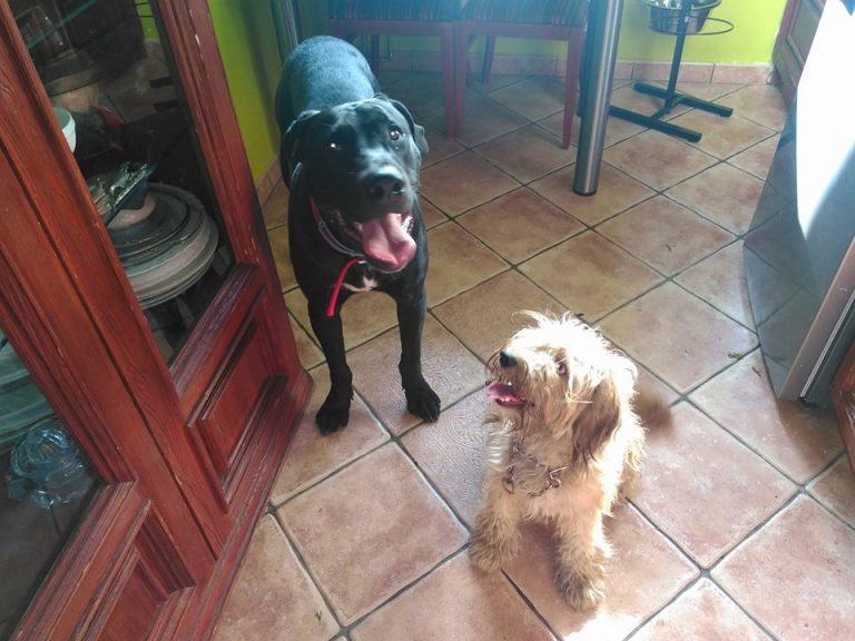 Właściciel psa poszukiwany