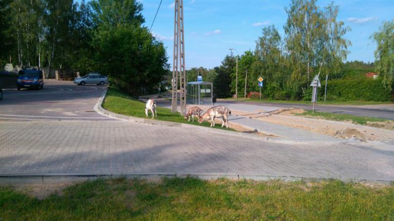 Mieszkańcy Olsztyna mogli się zdziwić. Po mieście kręciły się kozy