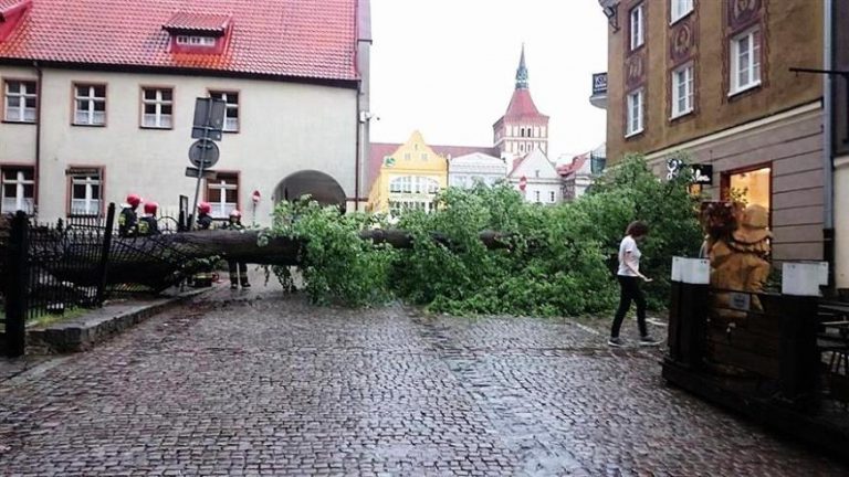 Na olsztyńskiej star&oacute;wce wichura wyrwała drzewo z korzeniami