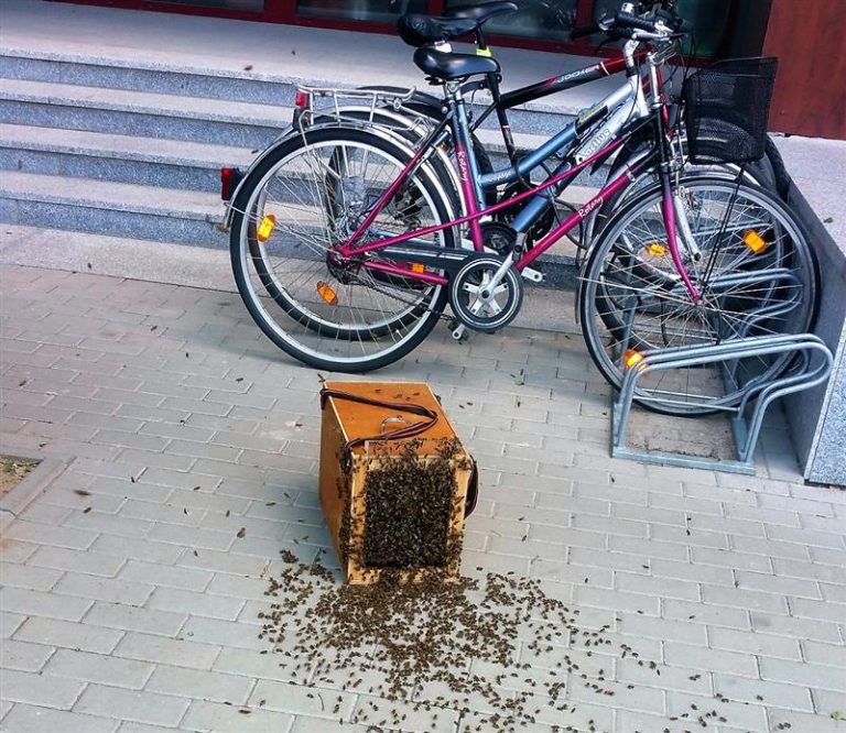 Znów zaroiło się w centrum Olsztyna