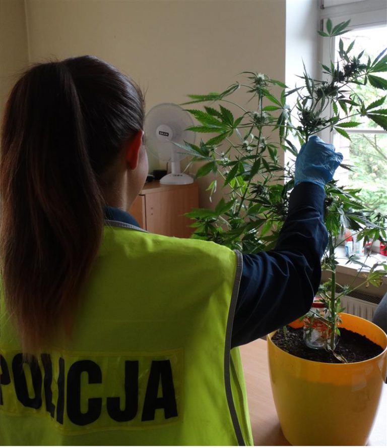 Olsztyn: Ojciec z synem uprawiali w domu marihuanę