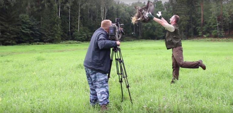 Leśnicy ratują bielika dzięki pomocy przypadkowego grzybiarza