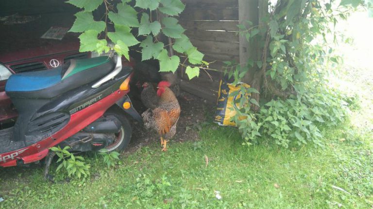 Mieszkaniec Olsztyna hodował kury i gęsi na terenie miasta
