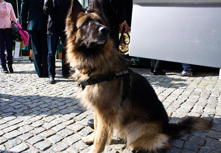 Tak pokochała psa, że go ukradła. Jej matka powiadomiła policję