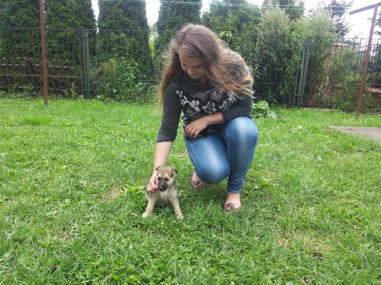 Suczka uratowała swoje szczeniaki. Wyciągnęła z rzeki worek