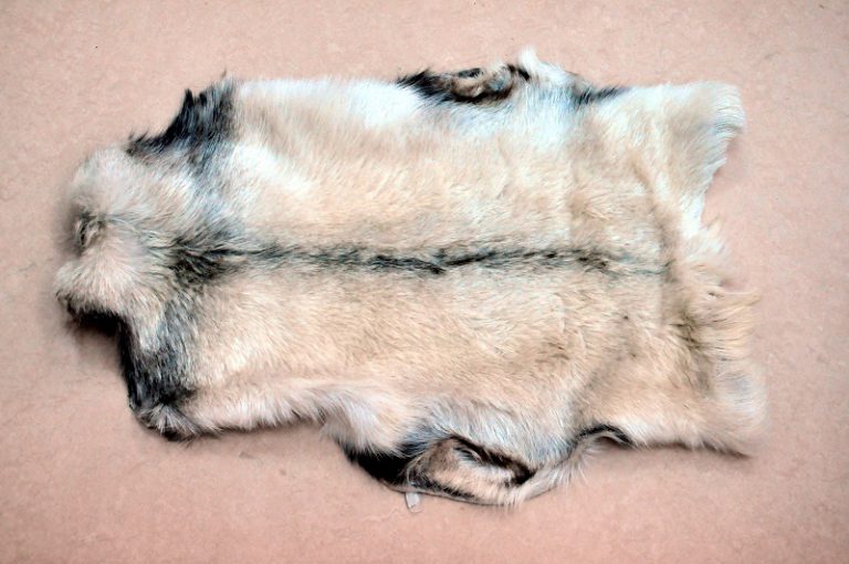 Pr&oacute;bował przemycić sk&oacute;rę wilka przez granicę