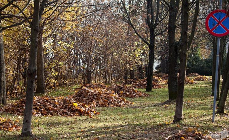 Jesienne obowiązki właścicieli nieruchomości