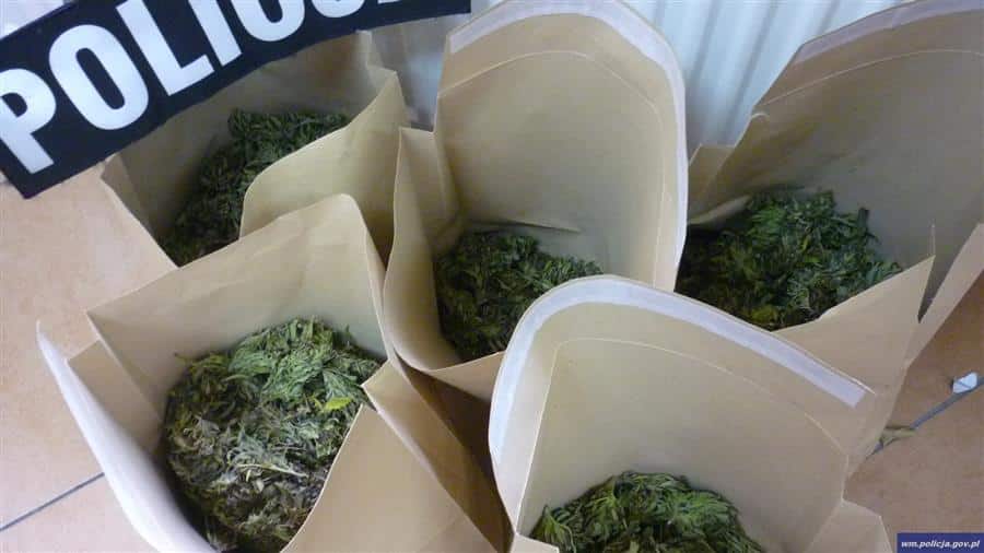 3,5 kg marihuany nie trafi na rynek. Policjanci zatrzymali 22-latka