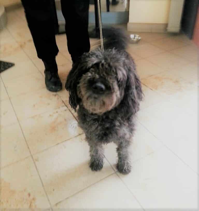 Pies podr&oacute;żował olsztyńskim tramwajem