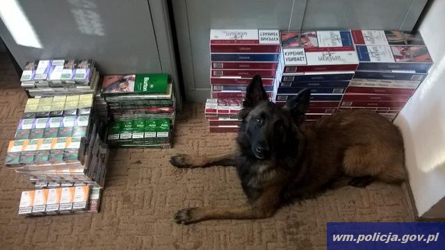 Olsztyn: Specjalnie wyszkolony pies doprowadził policjantów do piwnicy z nielegalnym tytoniem
