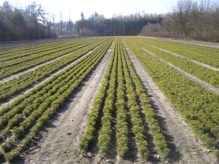 Olsztyńscy leśnicy sadzą drzewa