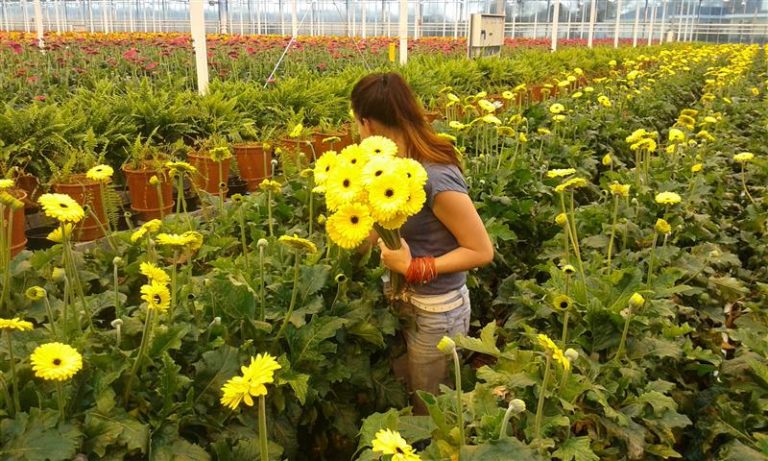 Coraz więcej Polaków wybiera pracę w Holandii