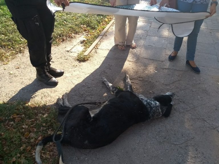 Ciągnął na sznurku psa