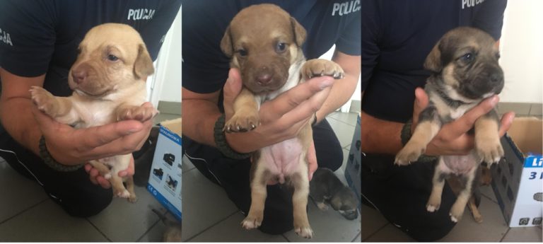 Ktoś porzucił szczeniaki