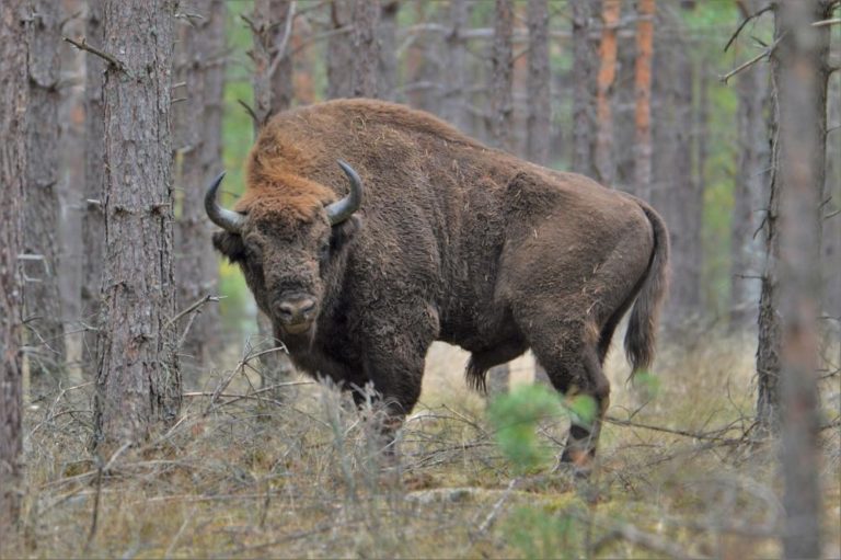 W naszym regionie pojawił się… żubr. To pierwszy taki przypadek