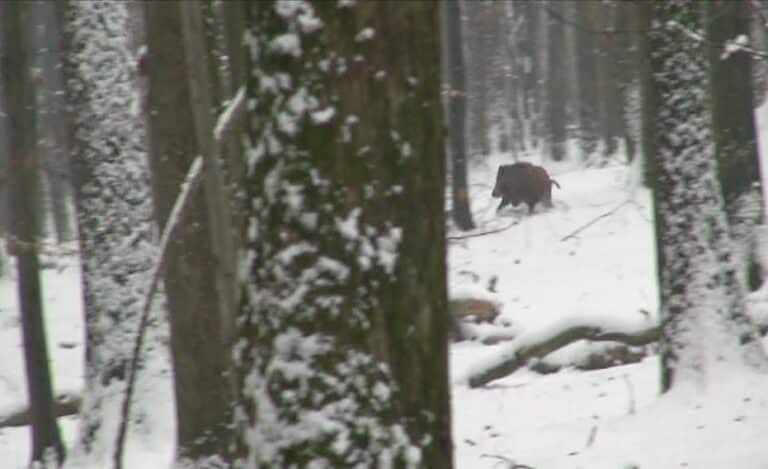 Ogromny dzik sieje postrach pod Olsztynem. Ranił już jedną osobę