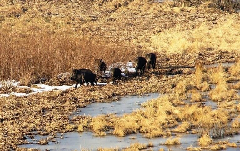 Od jutra rzeź dzik&oacute;w? Olsztynianie chcą wyjść na ulicę
