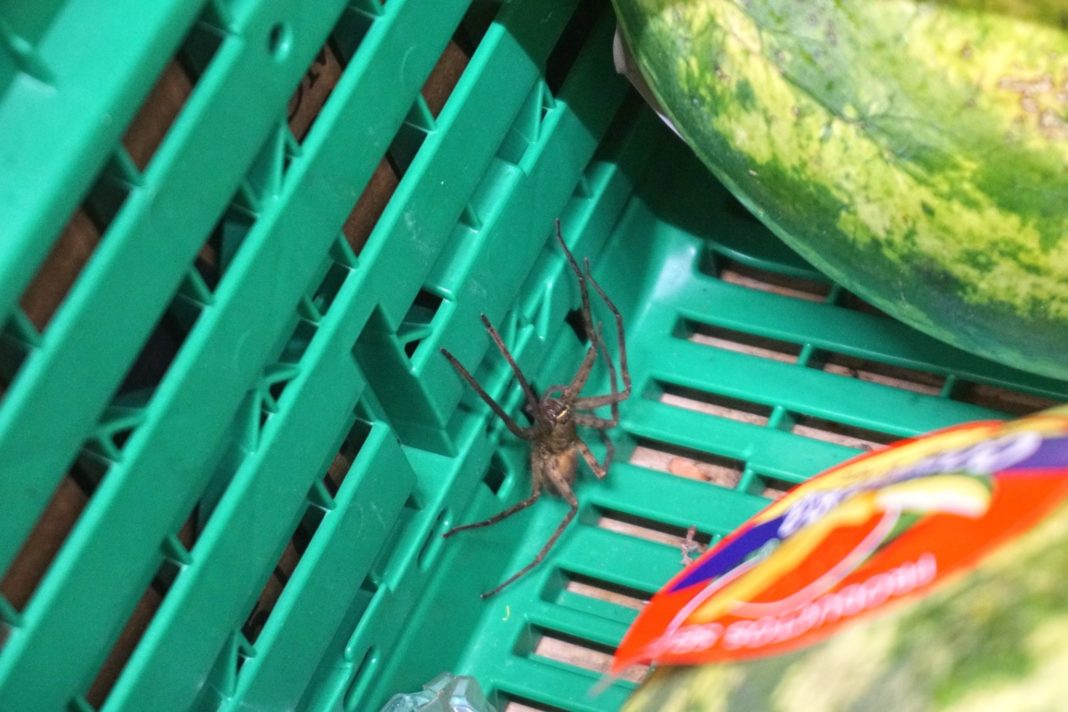 Uwaga na wielkie pająki w bananach! Klienci ostrzegają
