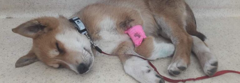 Poliklinika Weterynaryjna UWM źle leczy bezdomne zwierzęta? Padają publicznie oskarżenia