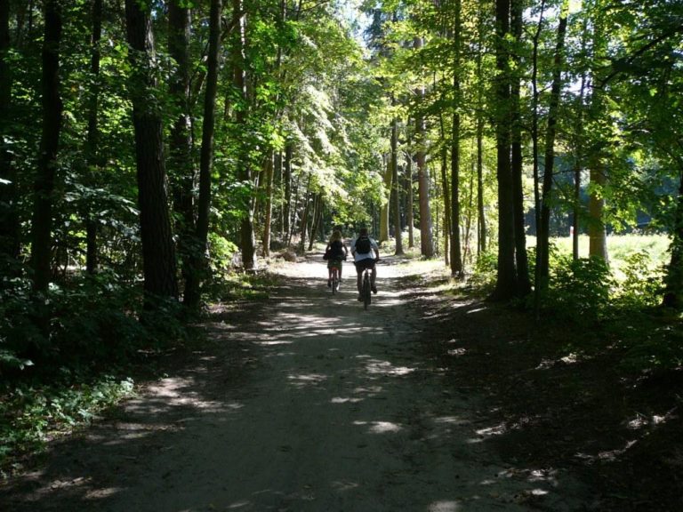 Znowu wycinają las przy Jarotach. Czytelnik zastanawia się  dlaczego?