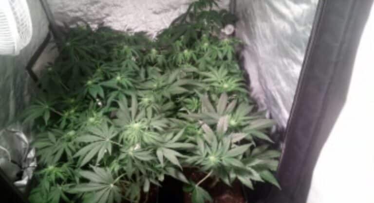 W biały dzień palił marihuanę na ul. Dworcowej. W domu hodował 7 krzak&oacute;w nielegalnej rośliny [WIDEO]