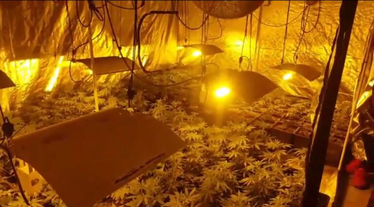 Policja zlikwidowała &bdquo;fabrykę&rdquo; marihuany w Olsztynie! Narkobiznes prowadziło małżeństwo z synem i c&oacute;rką