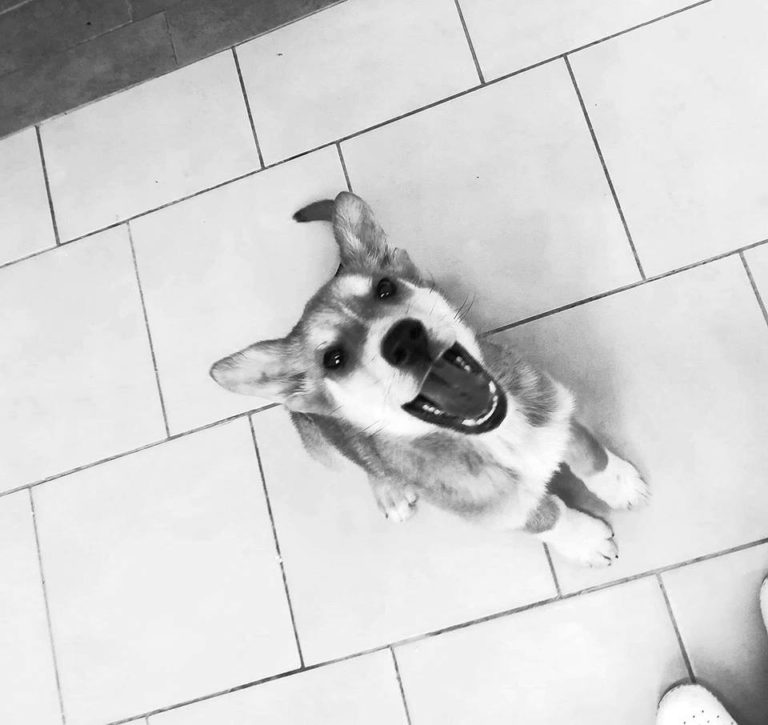 Pies Aki został poddany eutanazji. Smutny finał konfliktu schroniska z polikliniką weterynaryjną