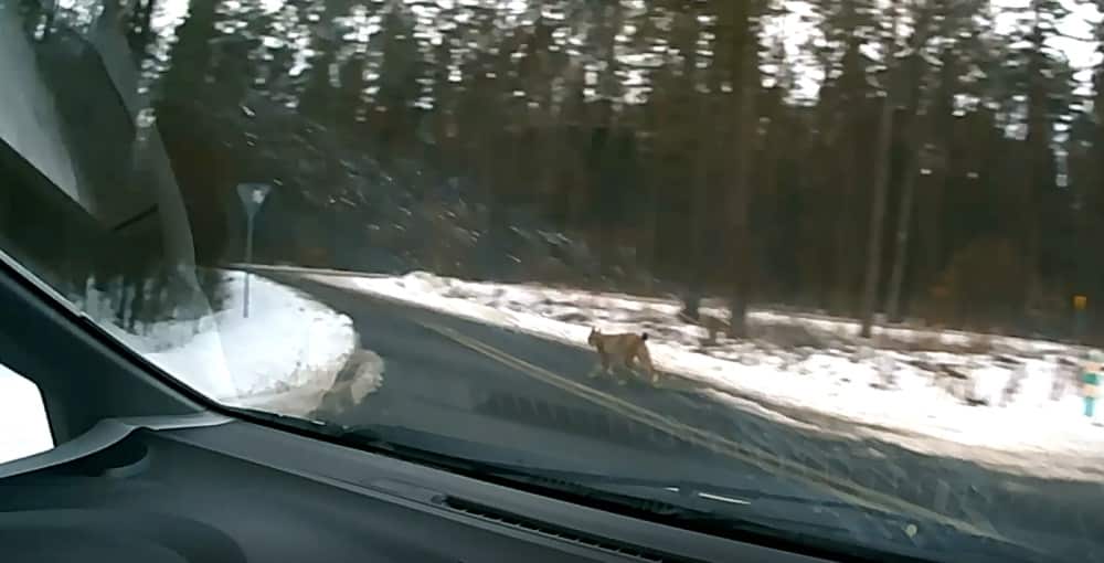 Nagrała rysia jak przebiegł jej drogę [WIDEO]