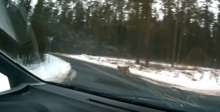 Nagrała rysia jak przebiegł jej drogę [WIDEO]
