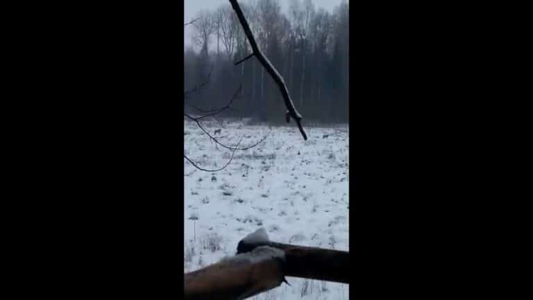 Wataha wilk&oacute;w pod Olsztynem [WIDEO]