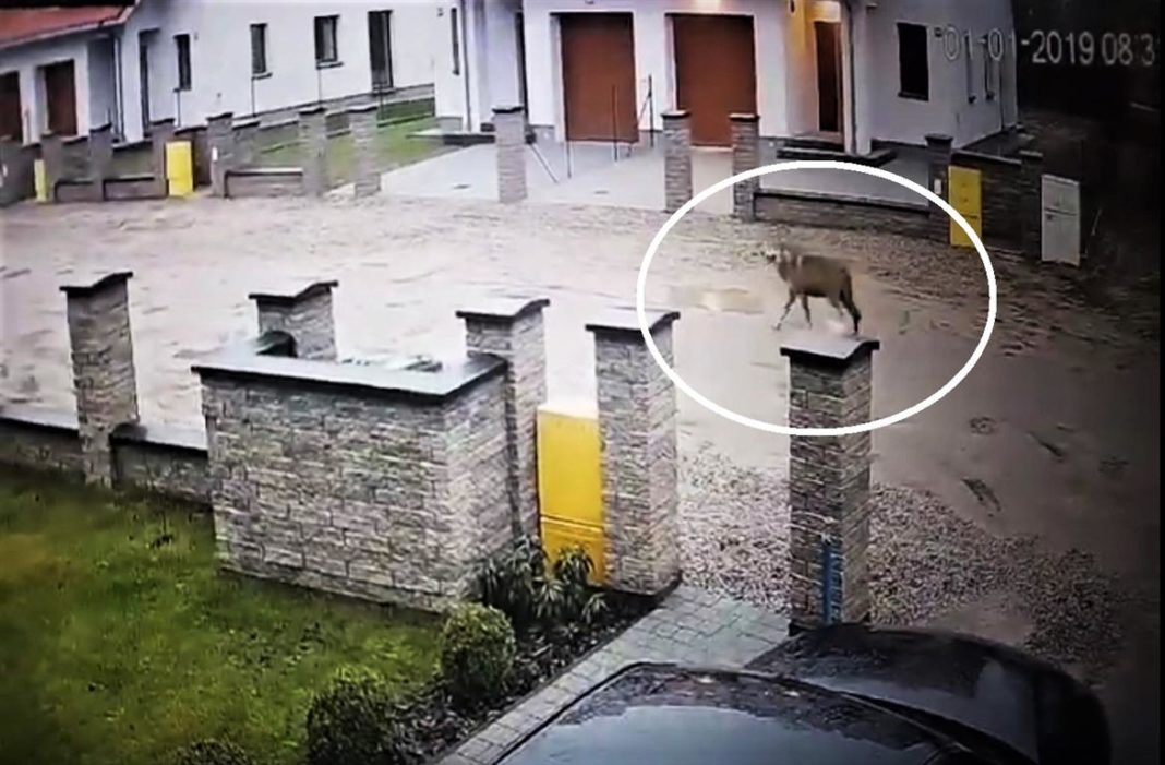 Wilki wchodzą już do Olsztyna? Jest kolejne nagranie [WIDEO]