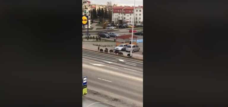 Inwazja dzik&oacute;w w Olsztynie. W biały dzień spacerują po Jarotach [WIDEO]