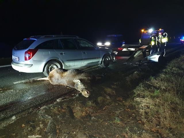 Potrącił łosia, kt&oacute;ry wpadł na auto jadące z naprzeciwka. Klępa była ciężarna [FOTO][WIDEO]