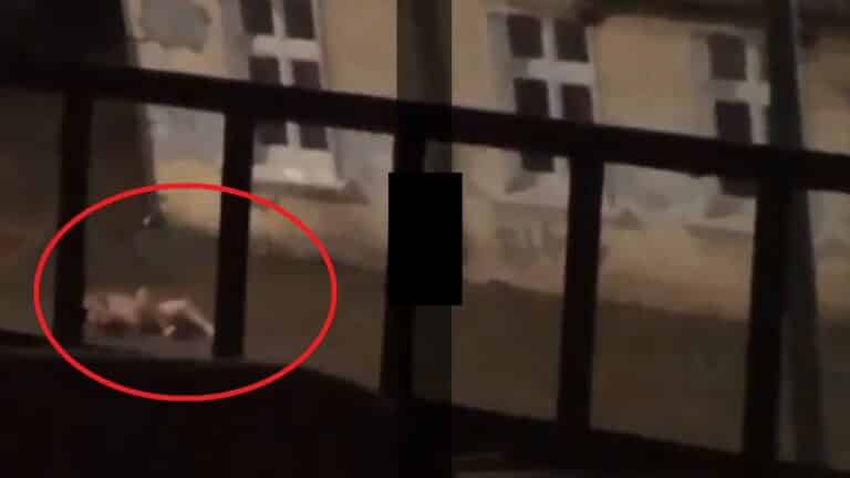 Trzeba mu pom&oacute;c! I to szybko. Filmik z ataku pana Adama [WIDEO]