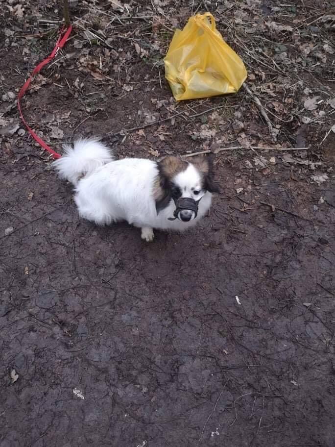 Ktoś przywiązał psa do drzewa w lesie na Pieczewie. Teraz trwa walka o jego zdrowie