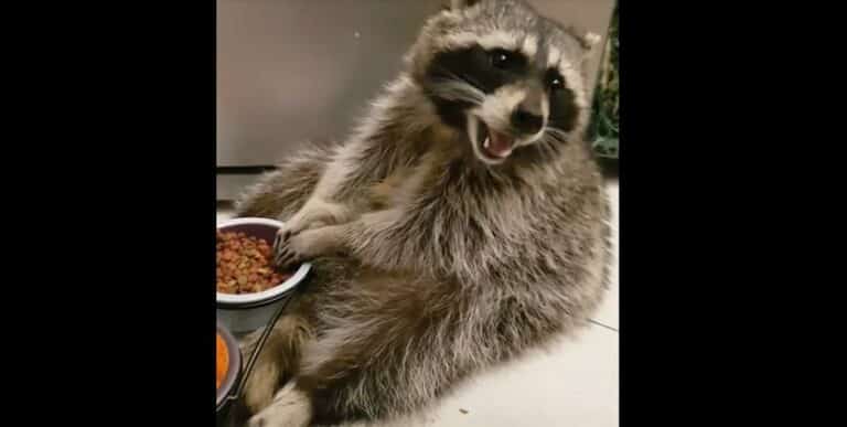 &bdquo;Ale słodziak&rdquo;,&rdquo;Nie mogę się napatrzeć&rdquo;. Filmik jak szop Edward je karmę wzbudza zachwyt internat&oacute;w [WIDEO]