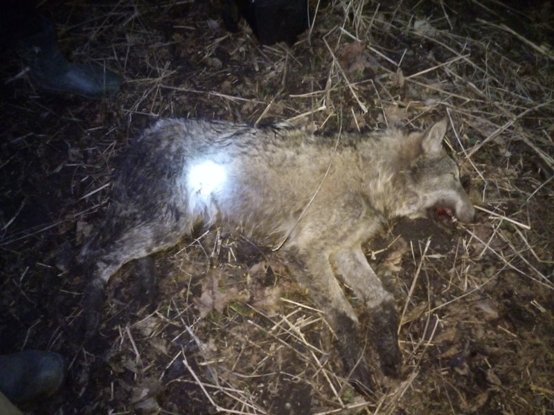 Kłusownicy prawie zabili wilka niedaleko Olsztyna [FOTO]