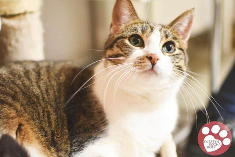 Studentki UWM organizują charytatywną zbi&oacute;rkę pieniędzy dla bezdomnych kot&oacute;w [WIDEO]