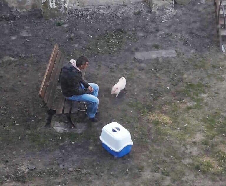 Był szop, teraz jest sympatyczna świnka. Olsztyński prosiaczek na spacerze