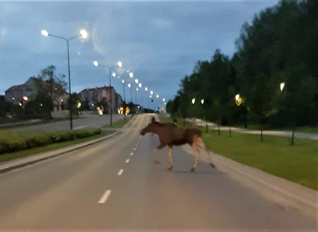 Uważajcie! Na Jarotach możecie spotkać łosia