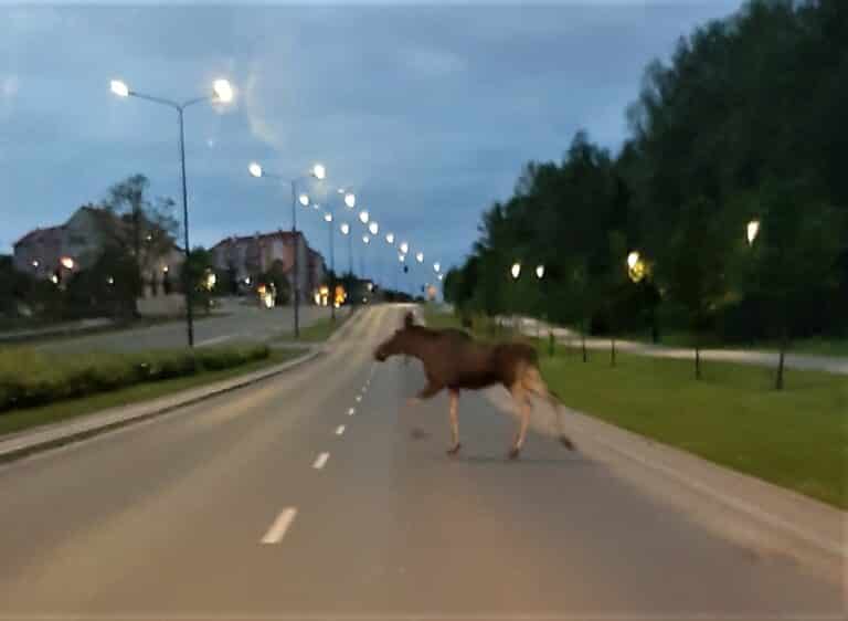 Uważajcie! Na Jarotach możecie spotkać łosia