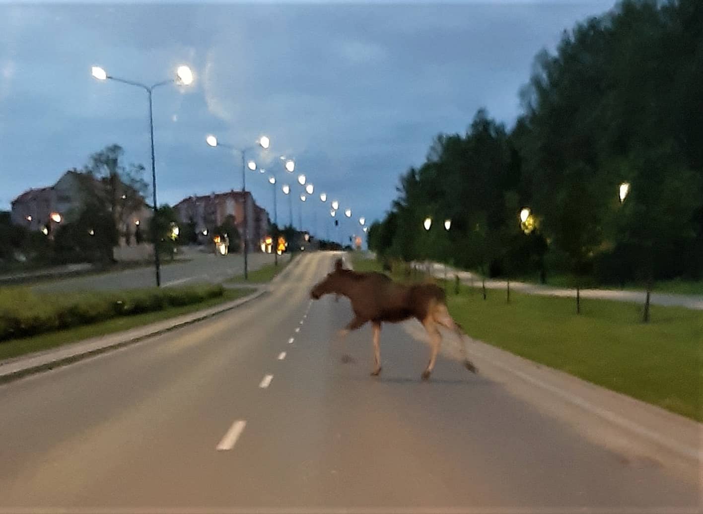 Łoś, kozy, kuna, pszczoły, jeże i nietoperze. Pracowity dzień Straży Miejskiej w Olsztynie [FOTO]
